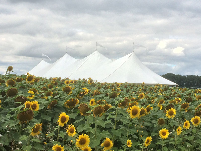 Large Aurora Sailcloth tent with 4 poles for a wedding party in the grounds of a stately home in Yorkshire. Sunny day , blue skies with sunflowers surrounding the tent
